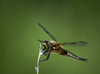 Dragonfly 1
