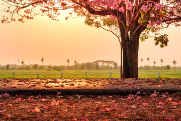 Romantic falling pink tabebuya flower tree on floor of country road  in spring season at sunset pink gold color sky in front of rice field farm. Beautiful nature background with copy space for text.