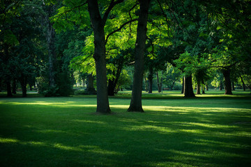 Fototapeta na wymiar Trees in the park at summertime