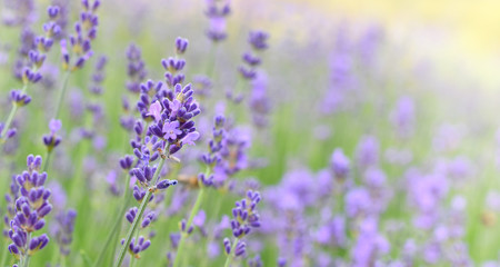 Obraz premium Lavender field in sunny day