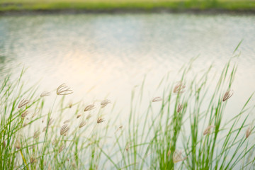 Abstract plant dandelions blurred yellow flower field near river. soft focus background in vintage filter tone.