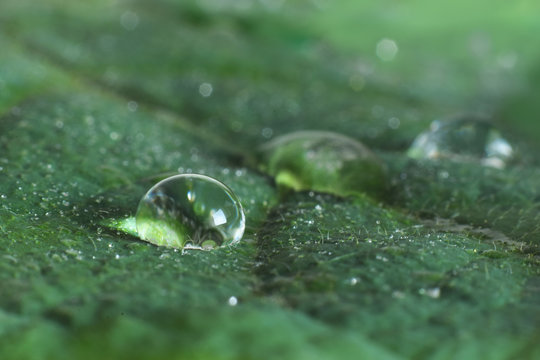 Water drop on green leaf with lotus effect