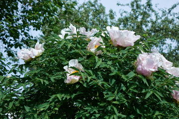 bush with lilac flowers Peonies in the spring garden.