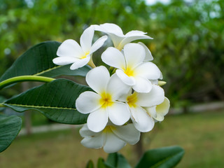 Obraz premium Close up of Frangipani flower