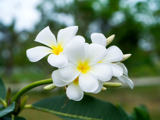 Obraz na płótnie Canvas Close up of Frangipani flower