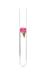 Test tube with flower on white background