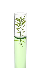 Test tube with plant on white background