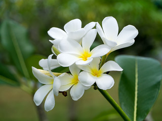 Obraz na płótnie Canvas Close up of Frangipani flower