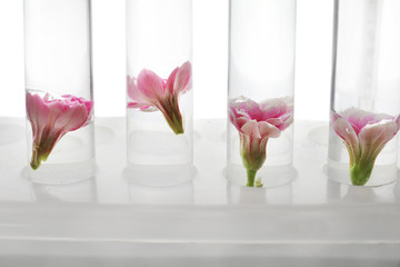 Test tubes with flowers in rack on white background, closeup