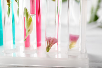 Test tubes with flowers and leaf in rack, closeup