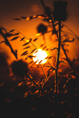 flower in field at sunset artichoke 