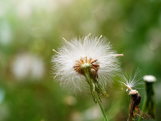 Seeds of Red grass or Giant reed.