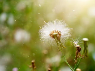 Seeds of Red grass or Giant reed.