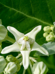 Crown flower or Calotropis gigantea.