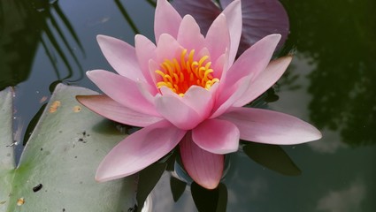 Seerose I