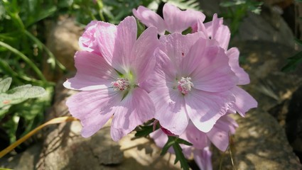 Schönheit in rosa