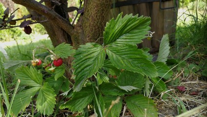 Walderdbeeren 