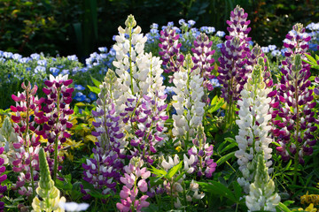 Fototapeta premium Flower garden -Lupine