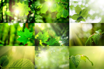 leaf on a tree in the forest.  nature green wood sunlight backgrounds. spring, summer