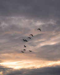 Flock of geese flying in a cloudy evening sky