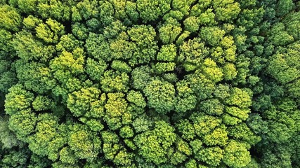 Aerial top view of green trees forest as natur background