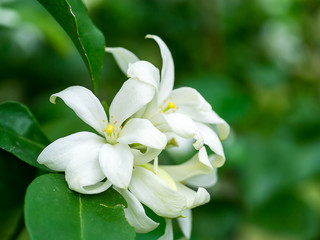 Fototapeta na wymiar Orange Jasmine flower