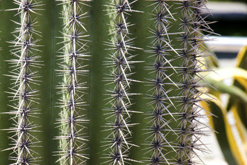 Fresh cactus close-up. Green vegetative cactus with spines.