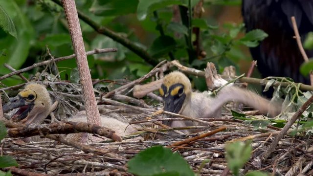 Yellow-billed stork chicks in nest