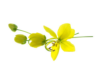 Pudding Pine or Golden Shower.