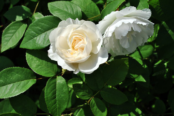 White couple roses flower blooming on bush, dark green leaves background