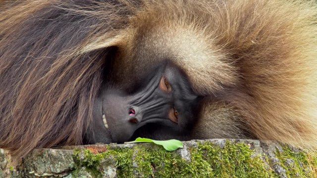 Gelada (Theropithecus gelada) resting and yawning