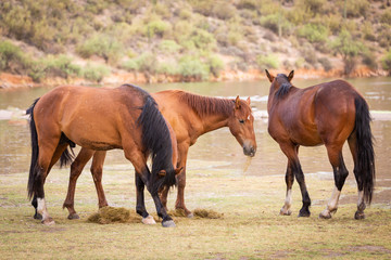 Naklejka na ściany i meble Arizona's wild horses of the salt river are now wild and free to wander the land that has been theirs for generations They walk much of Tonto National Forest vast desert land and the salt river 