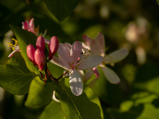 Fototapeta na wymiar pink flowers on green background