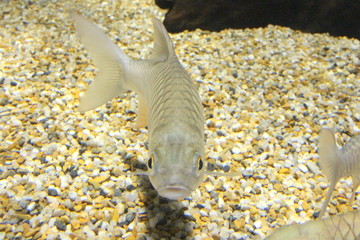 Fish : Goldfin tinfoil barb (Hypsibarbus malcolmi)