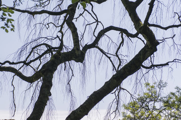 Bare branches of a tree
