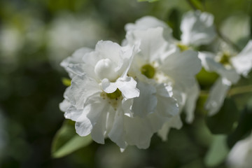 Fototapeta na wymiar Beautiful white hydrangea flower 