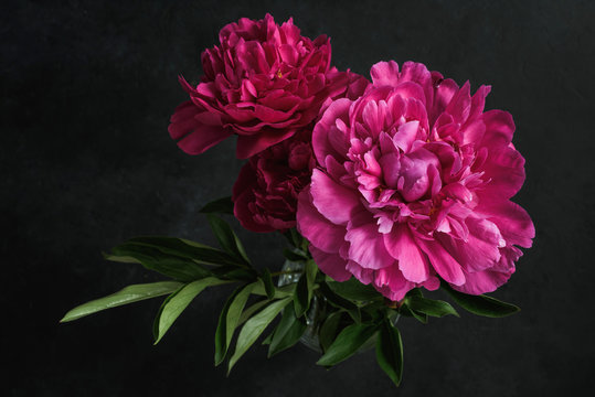 Fototapeta Beautiful pink peonies on dark background. Floral still life. Magenta peony flowers