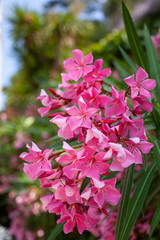 Pink oleanders in Eze, France