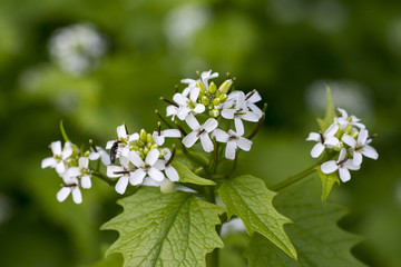 Small white flowers in spring