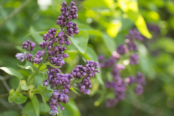 Fresh spring purple lilac flowers