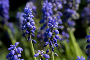 Beautiful close up on hyacinth flower