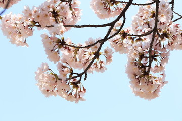 満開のソメイヨシノ　Someiyoshino cherry tree