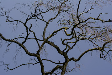 Tree branches bare in early spring