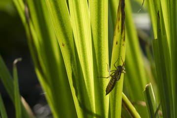 A dry skeleton of a dragonfly larvae holding a reed leaf.