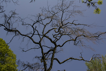 Empty branches of spring tree