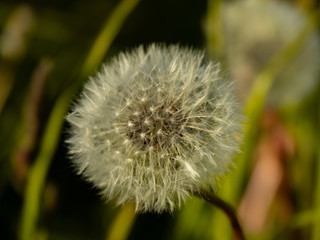 fluffy dandelion flower on green background