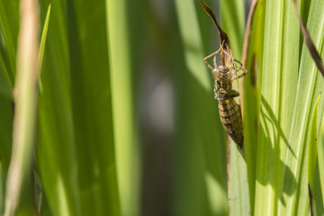 A dry skeleton of a dragonfly larvae holding a reed leaf.