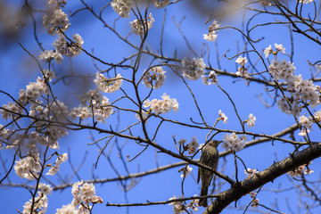 桜 20
