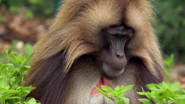 Gelada (Theropithecus gelada) eating leaves