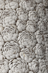 Fototapeta na wymiar Background of white shells
